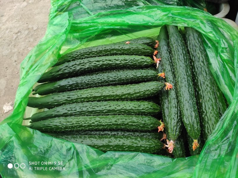 密刺黄瓜25公分以上鲜花带刺