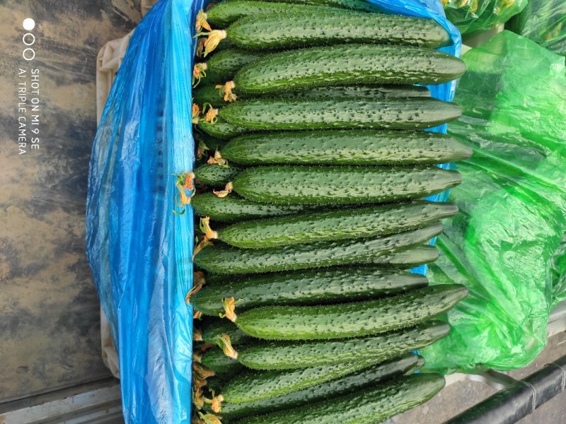 密刺黄瓜25公分以上鲜花带刺