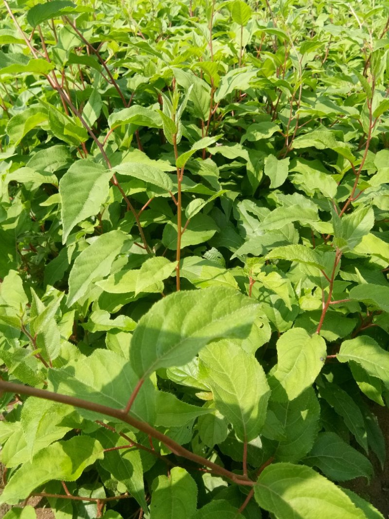 软枣子苗，软枣子树苗，货真价实保证质量信誉第一产地直供