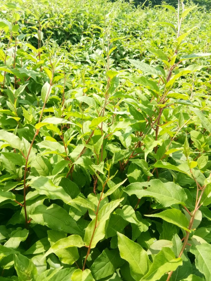 软枣子苗，软枣子树苗，货真价实保证质量信誉第一产地直供