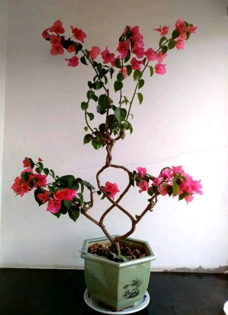 三角梅盆栽带花带土发货重瓣开花不断好养易活