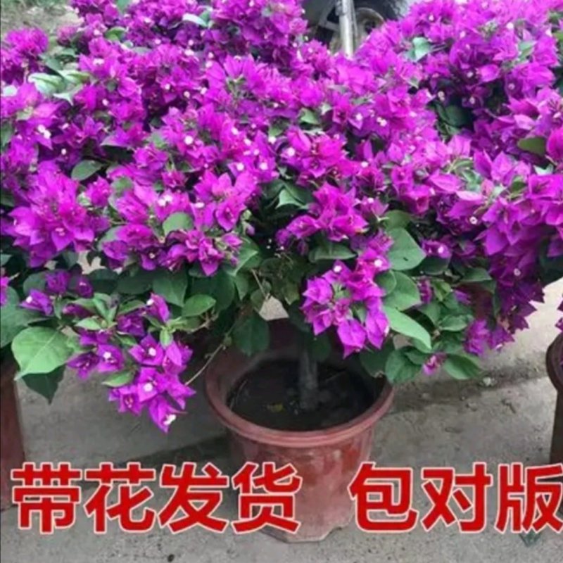 三角梅盆栽带花带土发货重瓣开花不断好养易活