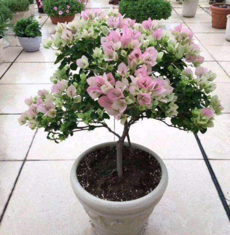 三角梅盆栽带花带土发货重瓣开花不断好养易活