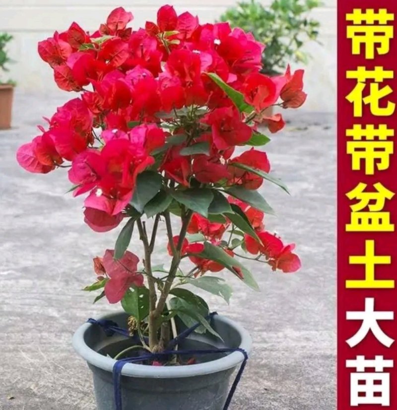 三角梅盆栽带花带土发货重瓣开花不断好养易活