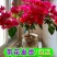 三角梅盆栽带花带土发货重瓣开花不断好养易活