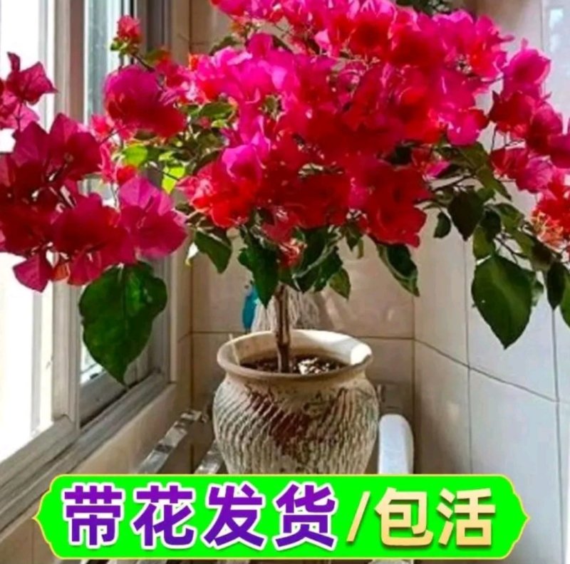 三角梅盆栽带花带土发货重瓣开花不断好养易活