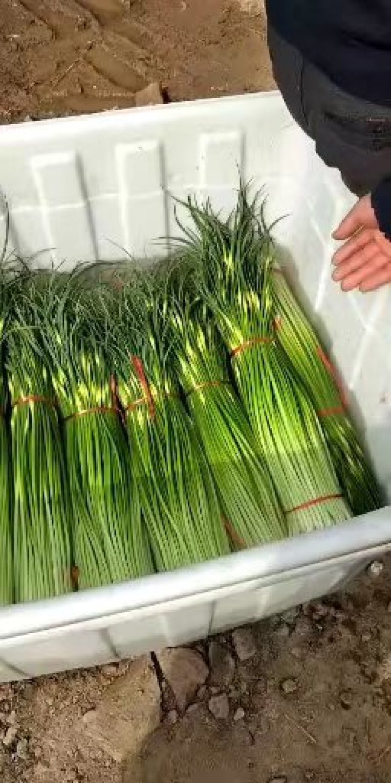 江苏徐州丰县精品蒜苔基地直发，需要联系我