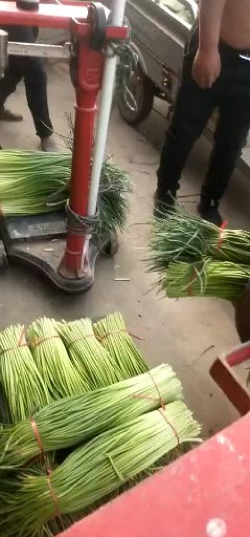 江苏徐州丰县精品蒜苔基地直发，需要联系我