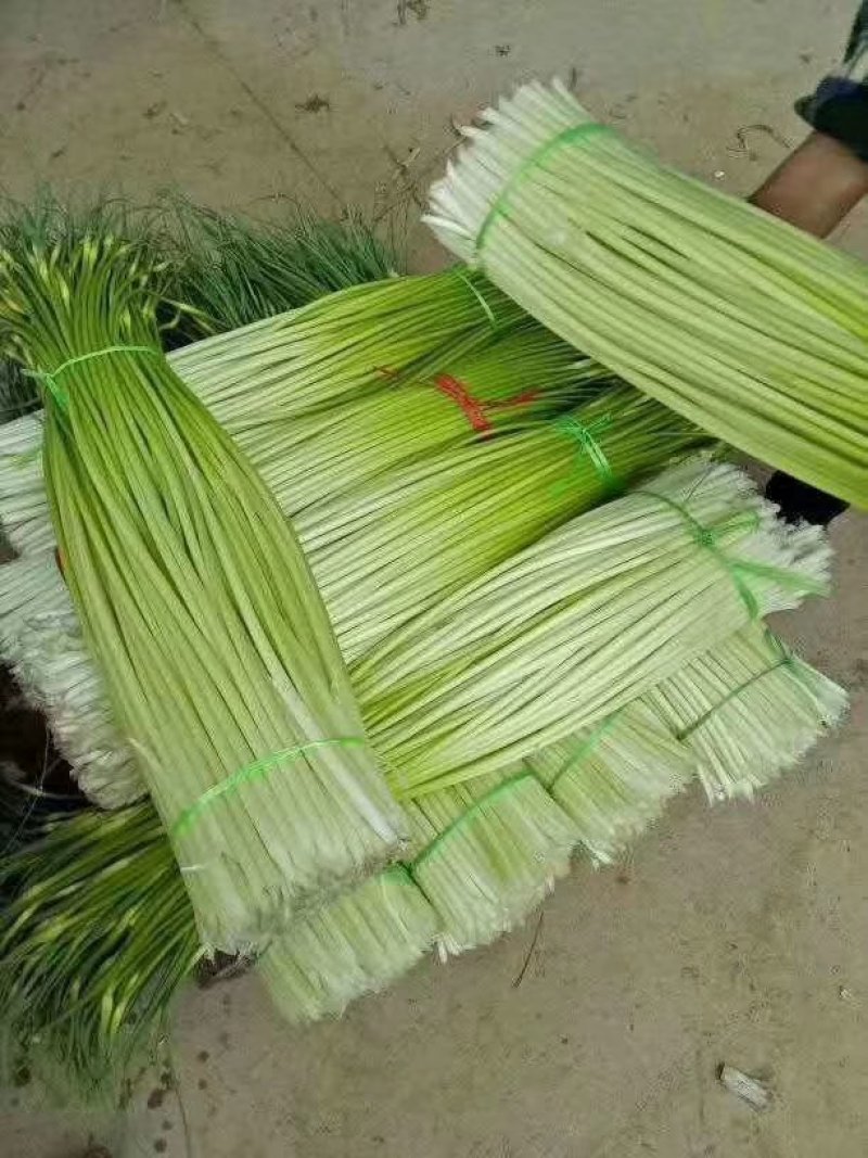江苏徐州丰县精品蒜苔基地直发，需要联系我