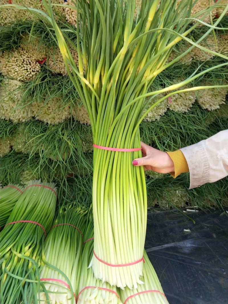 江苏徐州丰县精品蒜苔基地直发，需要联系我