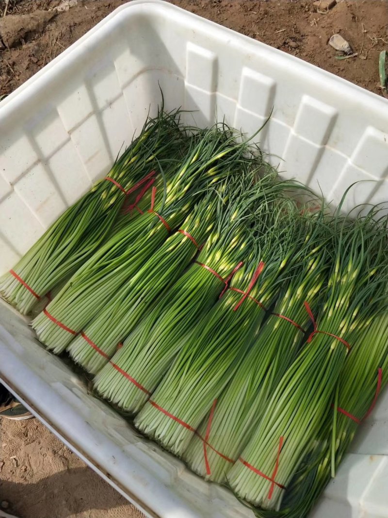 江苏徐州丰县精品蒜苔基地直发，需要联系我