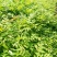黄柏苗，黄柏小苗（黄波萝）货真价实保证质量信誉第一