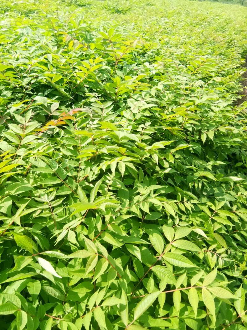 黄柏苗，黄柏小苗（黄波萝）货真价实保证质量信誉第一