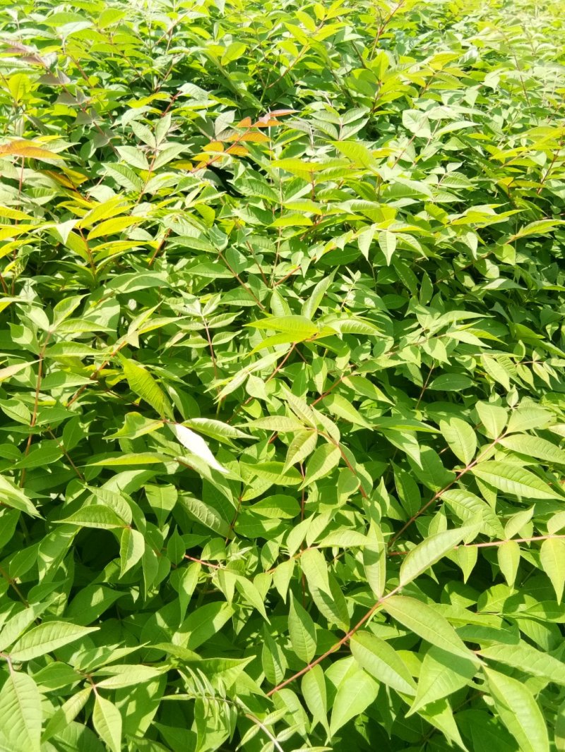 黄柏苗，黄柏小苗（黄波萝）货真价实保证质量信誉第一