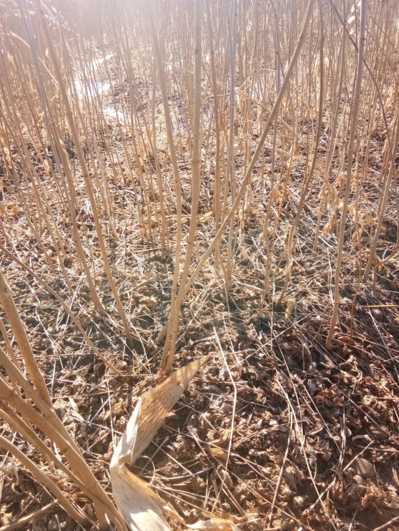 黄柏苗，黄柏小苗（黄波萝）货真价实保证质量信誉第一