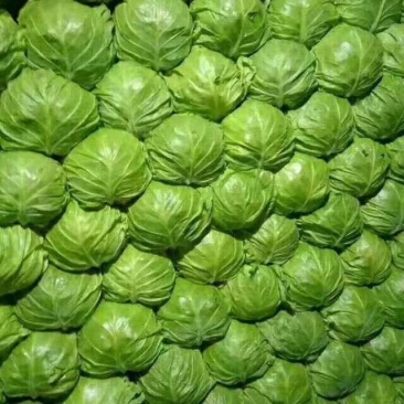 精品兰州货甘蓝花菜芹菜实力代办，欢迎全国各地的老板前来。