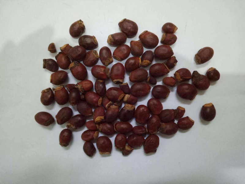 荔枝核荔枝核干货中药材农家初选农副土特产品