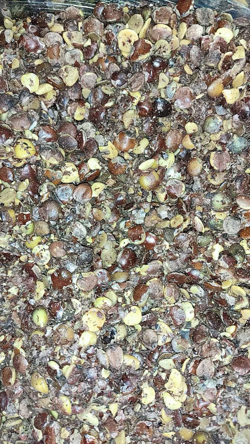 酸枣仁炒酸枣仁炒制酸枣仁农家初选农副产品
