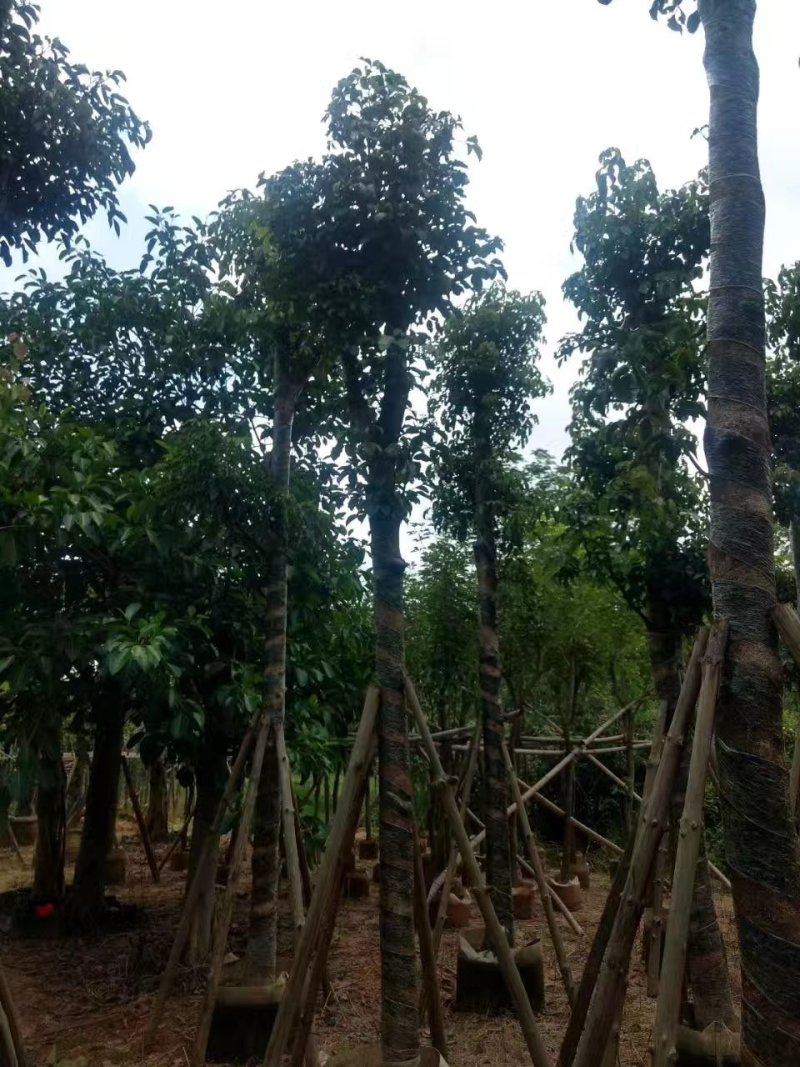 秋枫，秋枫袋苗，秋枫骨架苗，秋枫假植苗。