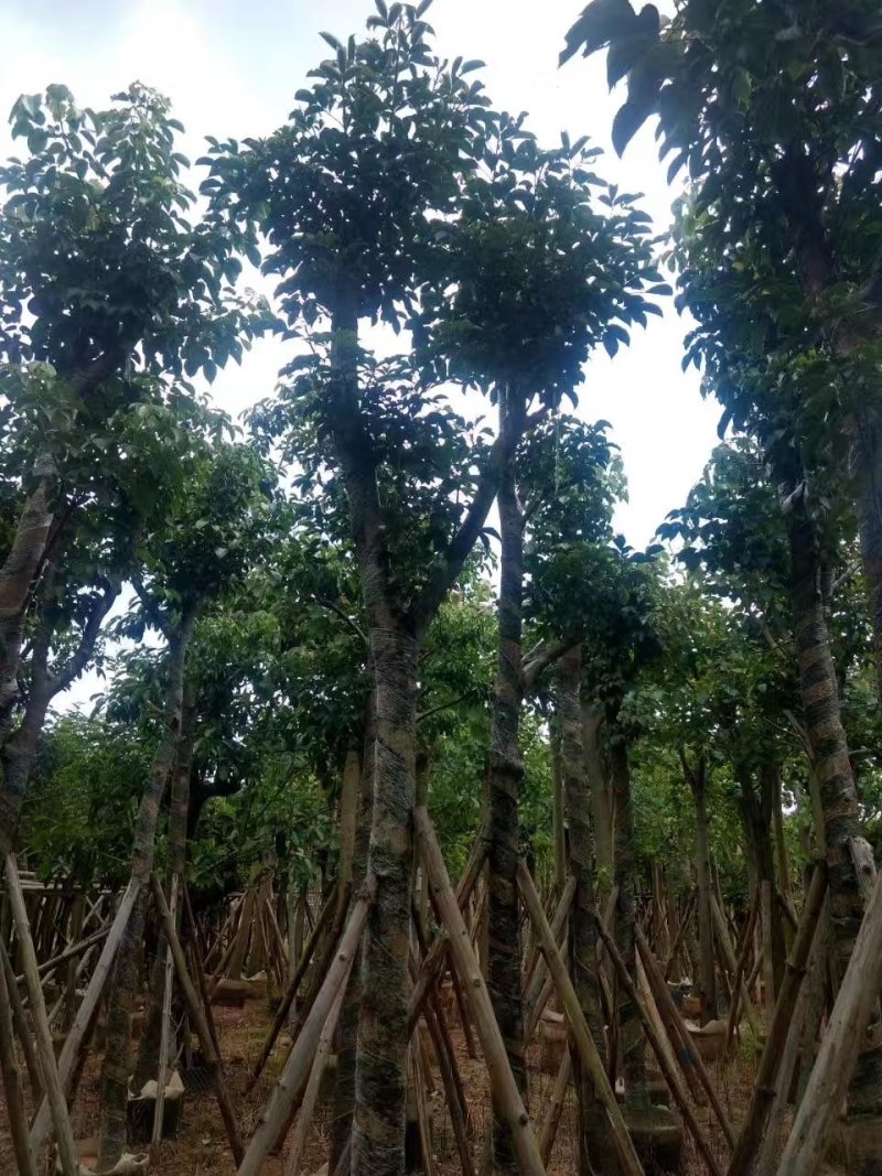 秋枫，秋枫袋苗，秋枫骨架苗，秋枫假植苗。