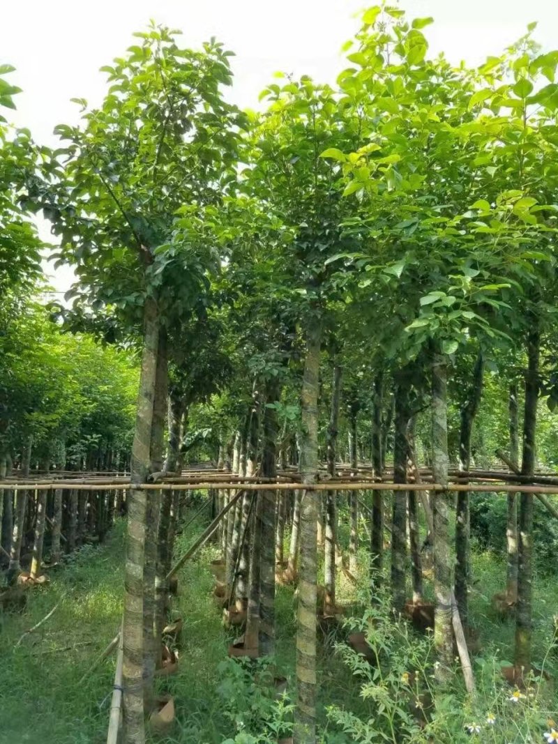 秋枫，秋枫袋苗，秋枫骨架苗，秋枫假植苗。