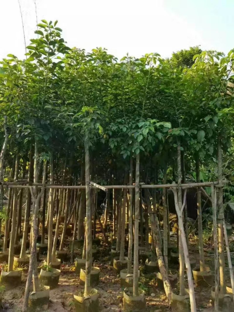 秋枫，秋枫袋苗，秋枫骨架苗，秋枫假植苗。