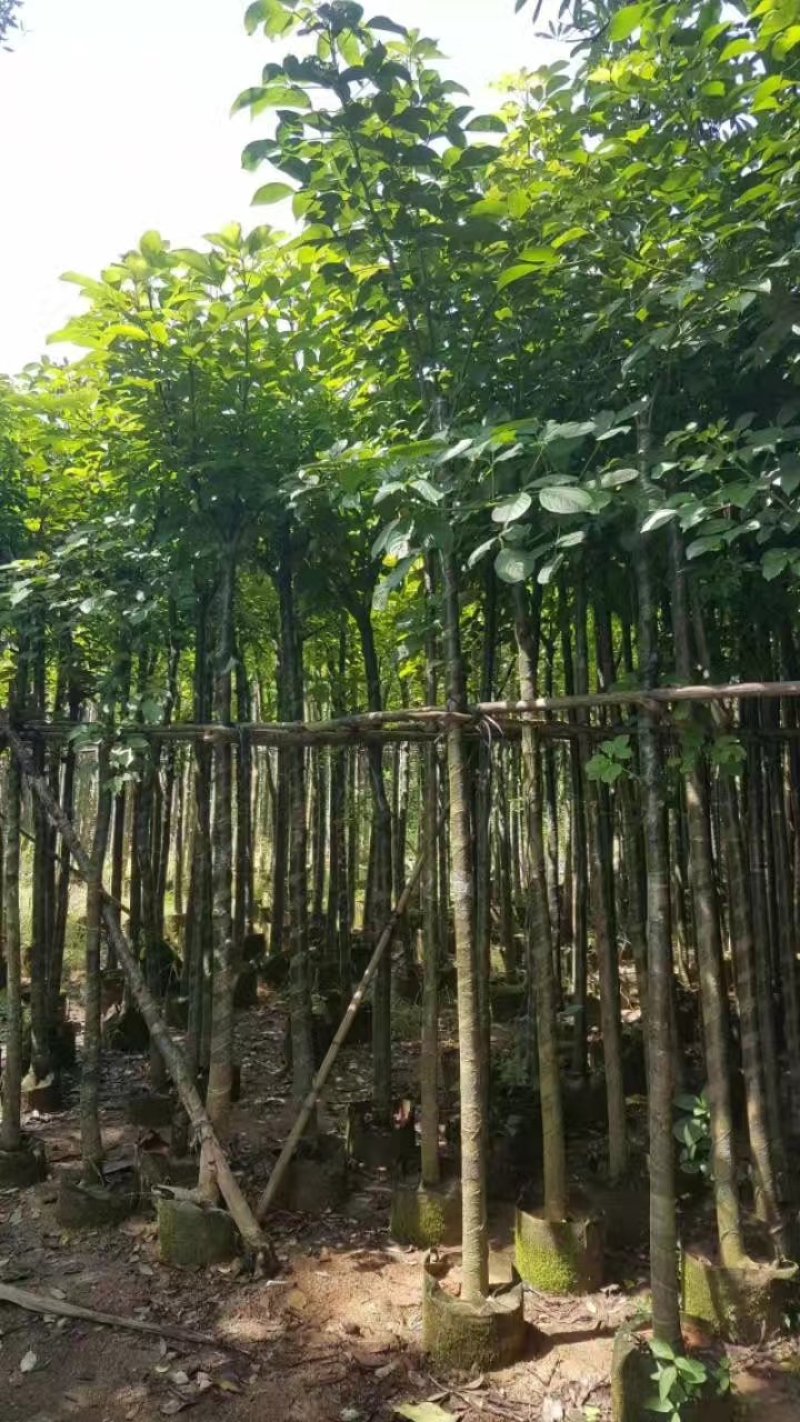 秋枫，秋枫袋苗，秋枫骨架苗，秋枫假植苗。