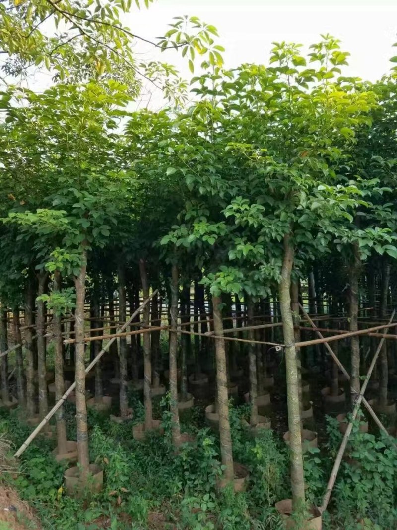 秋枫，秋枫袋苗，秋枫骨架苗，秋枫假植苗。