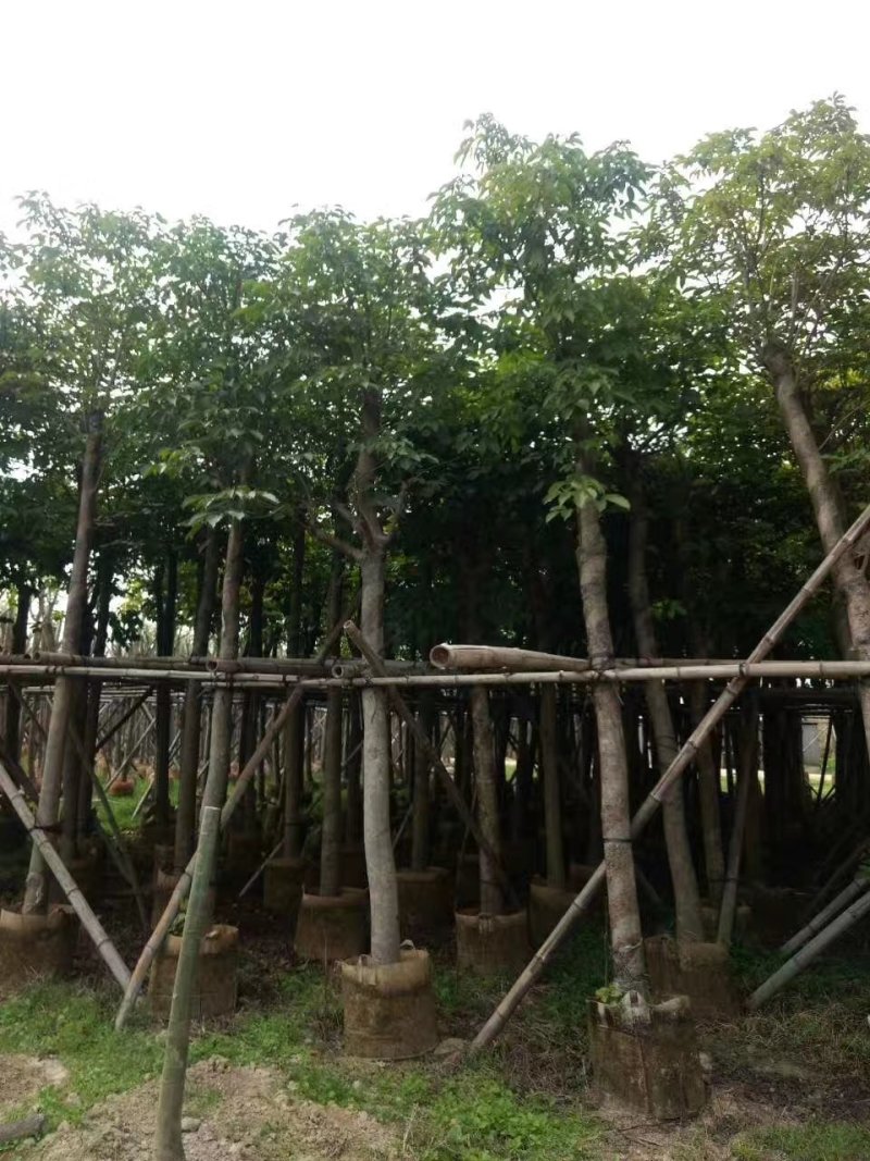 秋枫，秋枫袋苗，秋枫骨架苗，秋枫假植苗。