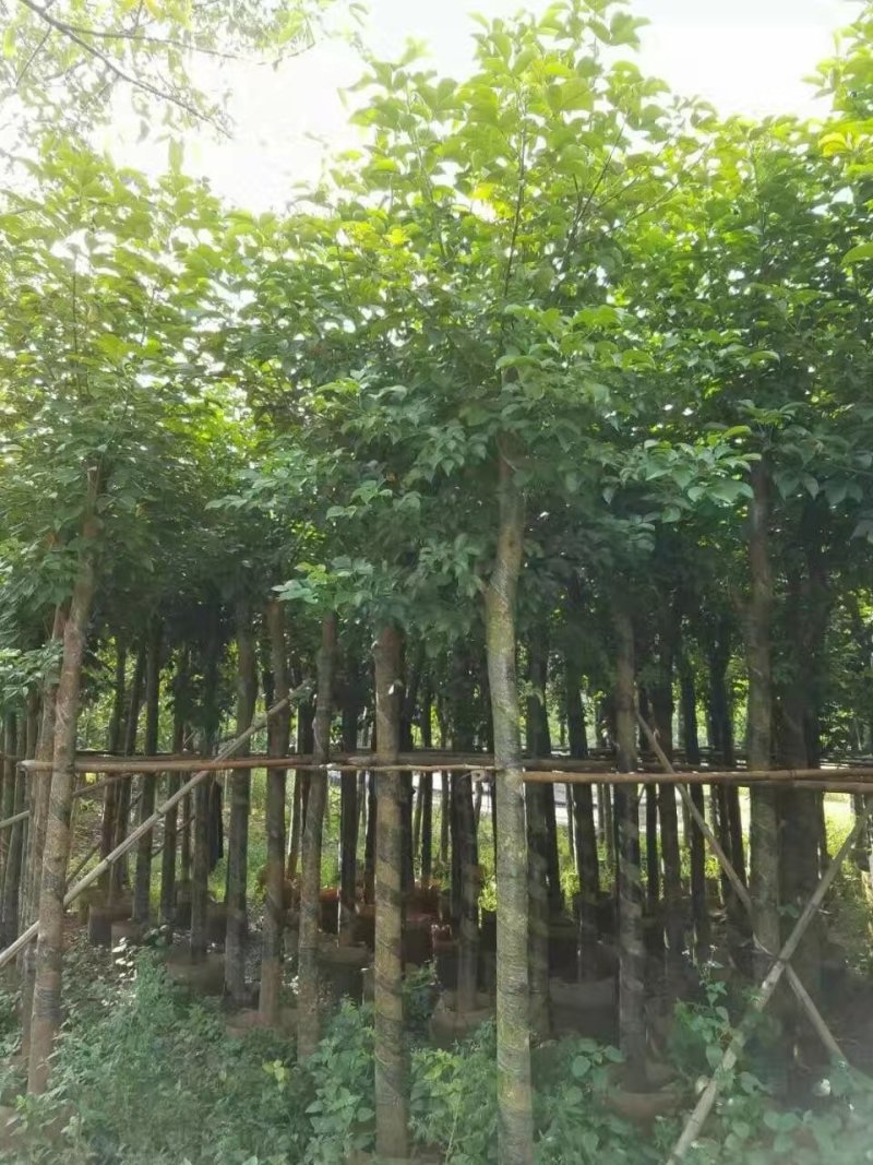 秋枫，秋枫袋苗，秋枫骨架苗，秋枫假植苗。