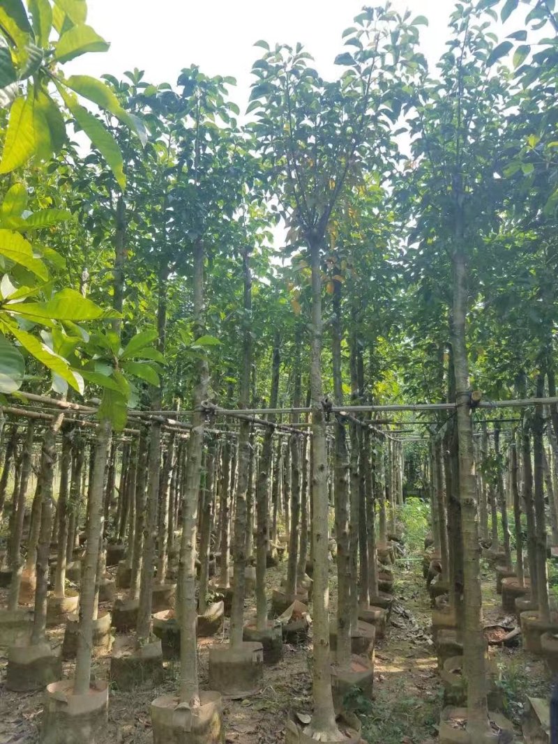 秋枫，秋枫袋苗，秋枫骨架苗，秋枫假植苗。