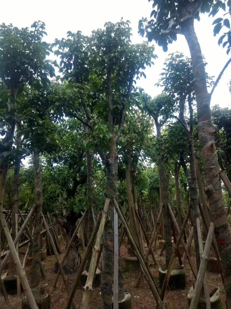 秋枫，秋枫袋苗，秋枫骨架苗，秋枫假植苗。