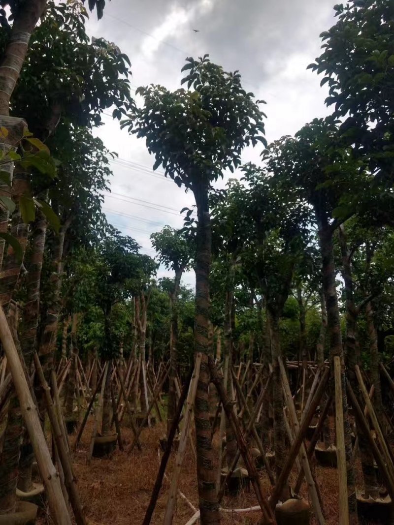 秋枫，秋枫袋苗，秋枫骨架苗，秋枫假植苗。