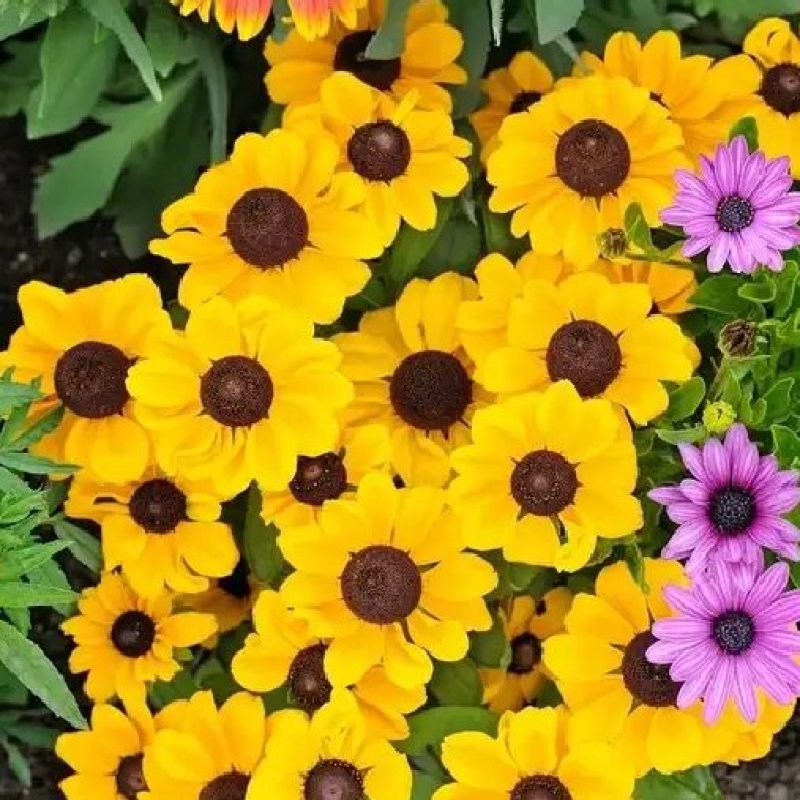 日光菊种子赛菊芋种多年生宿根草花种子庭院绿化观花草