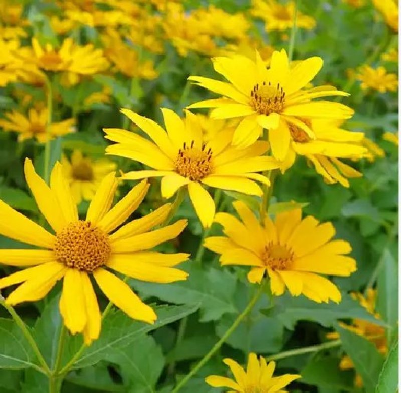 日光菊种子赛菊芋种多年生宿根草花种子庭院绿化观花草