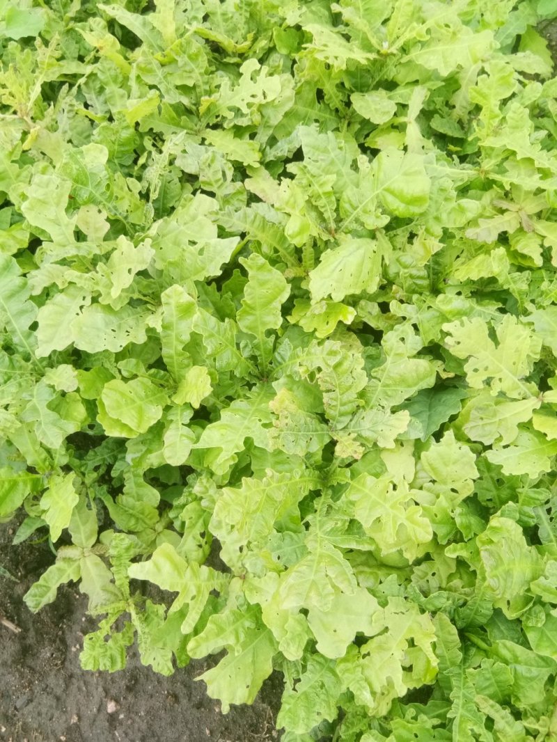 蒙古栎苗，柞树苗，橡树苗，现挖现发产地直供