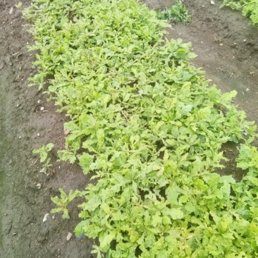 蒙古栎苗，柞树苗，橡树苗，现挖现发产地直供