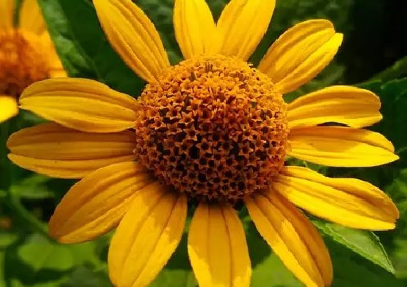 日光菊种子赛菊芋种多年生宿根草花种子庭院绿化观花草