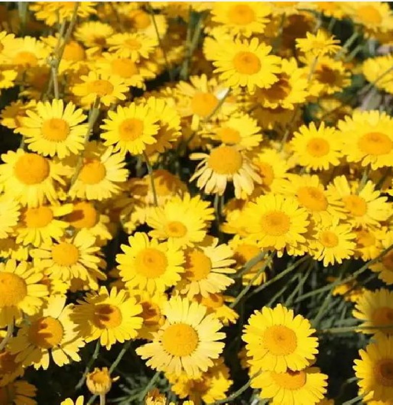 日光菊种子赛菊芋种多年生宿根草花种子庭院绿化观花草