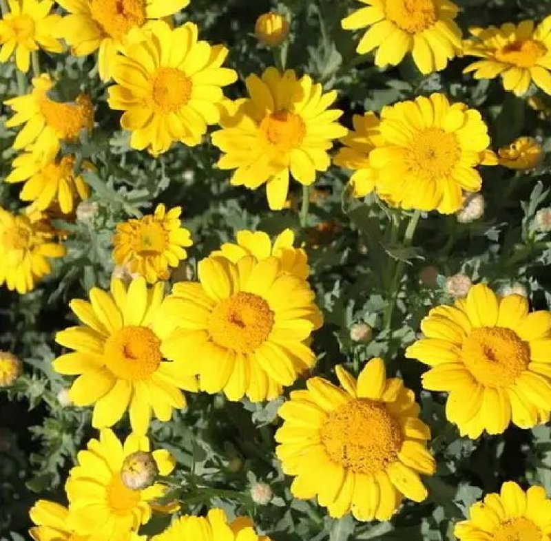 日光菊种子赛菊芋种多年生宿根草花种子庭院绿化观花草
