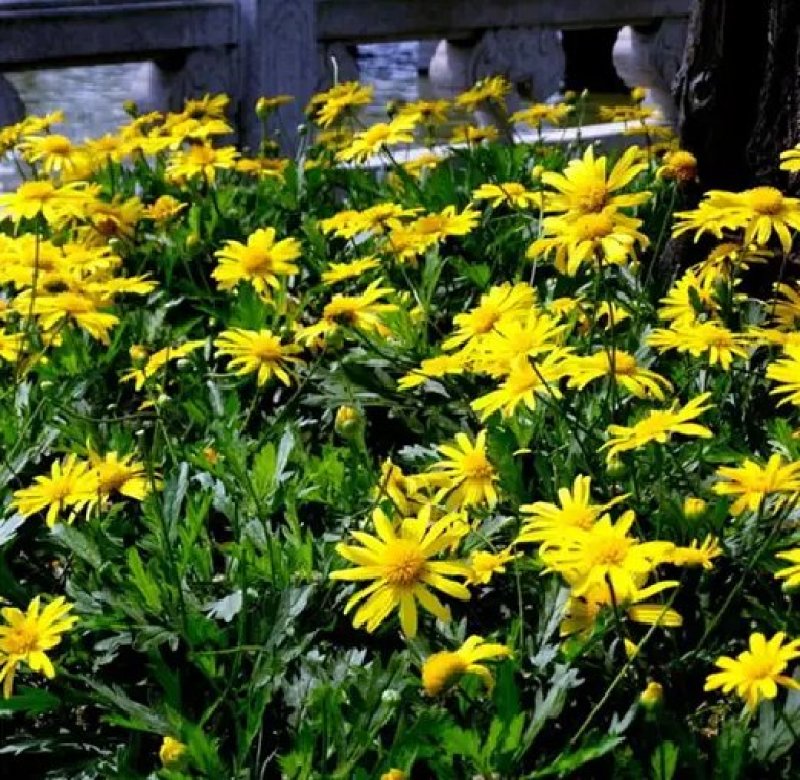 日光菊种子赛菊芋种多年生宿根草花种子庭院绿化观花草