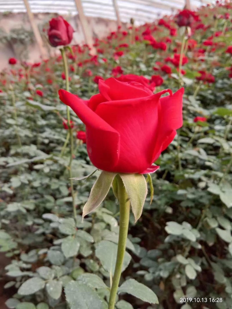 山东莒县万亩鲜切花基地。