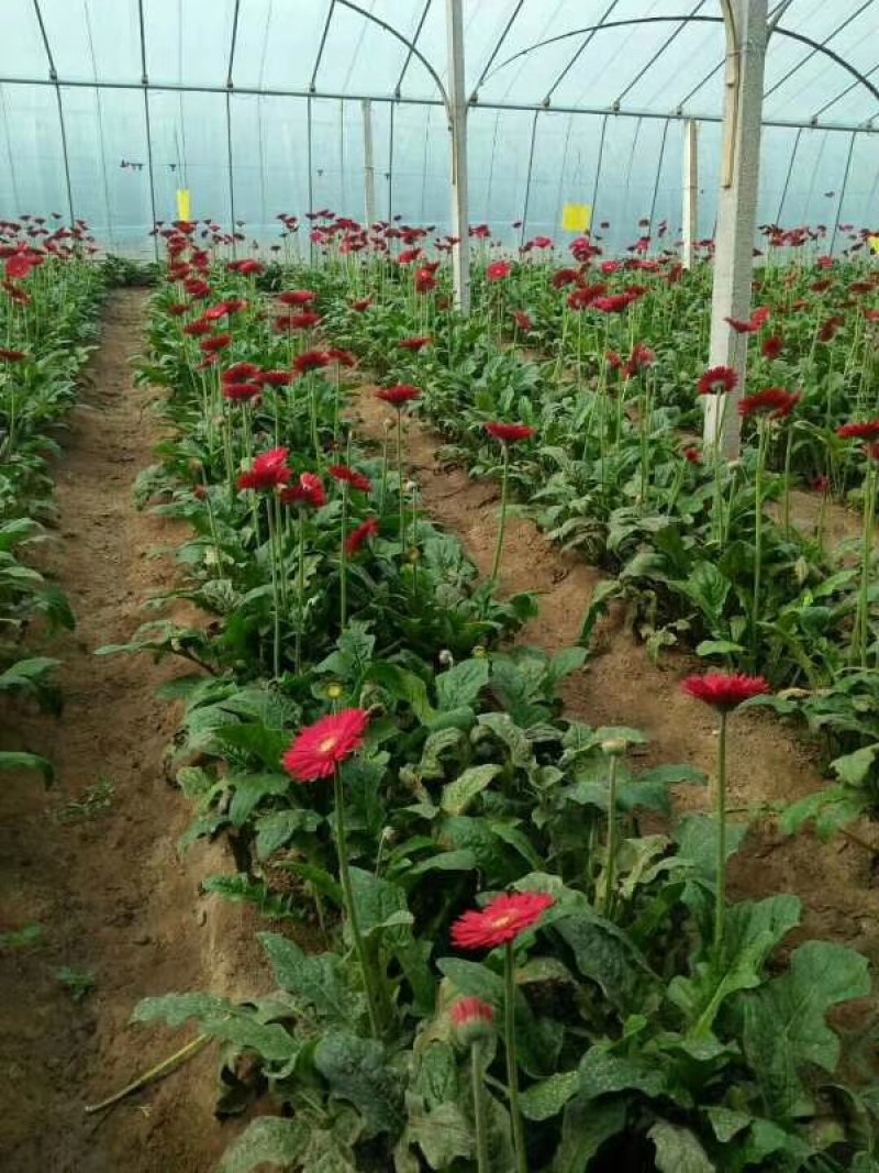 山东莒县万亩鲜切花基地。