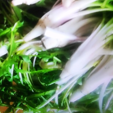 鲜食婆婆丁