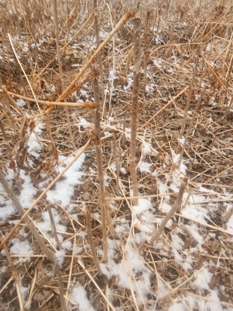 刺龙芽苗，刺嫩芽苗货真价实保证质量信誉第一