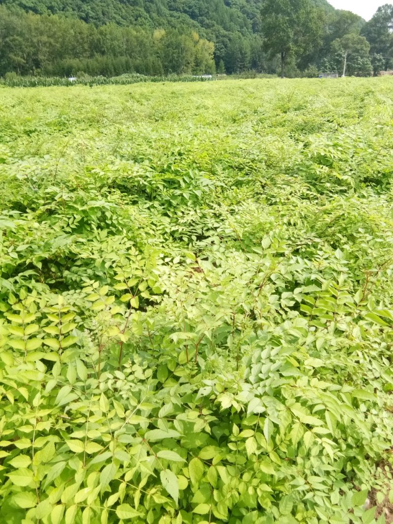刺龙芽苗，刺嫩芽苗货真价实保证质量信誉第一