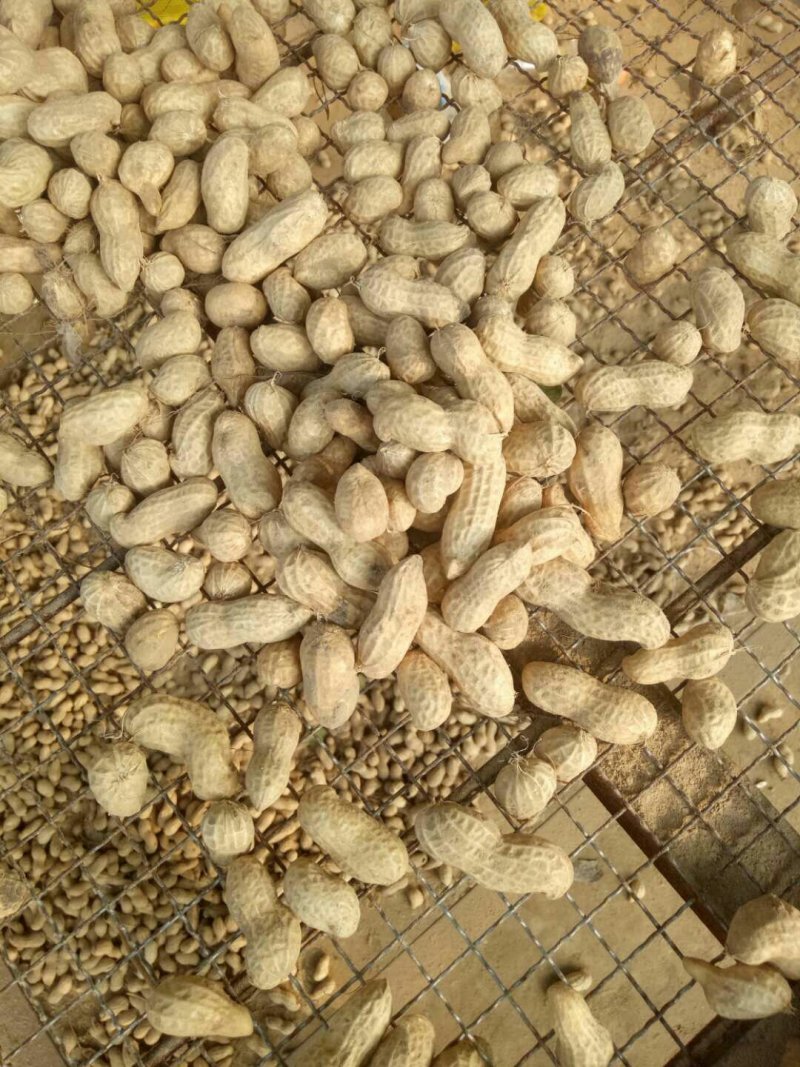 鲜花生。电商美团档口直供。小白沙，小鲁花。大白鲨。玉华。