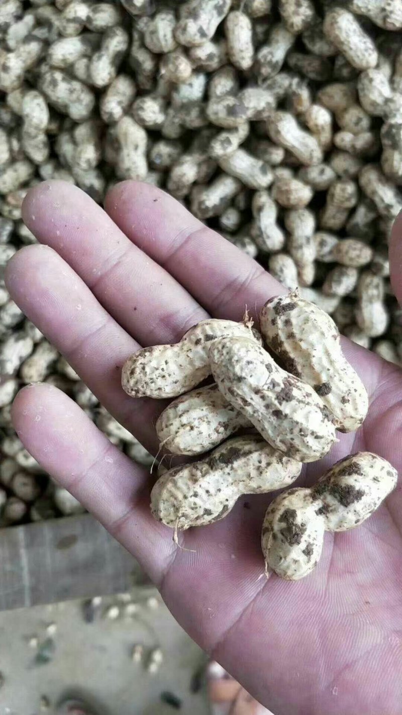 鲜花生。电商美团档口直供。小白沙，小鲁花。大白鲨。玉华。