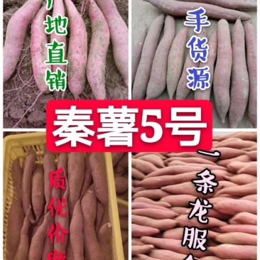秦薯5号-陕西板栗薯香甜糯,全国包邮,可代发全国一条龙