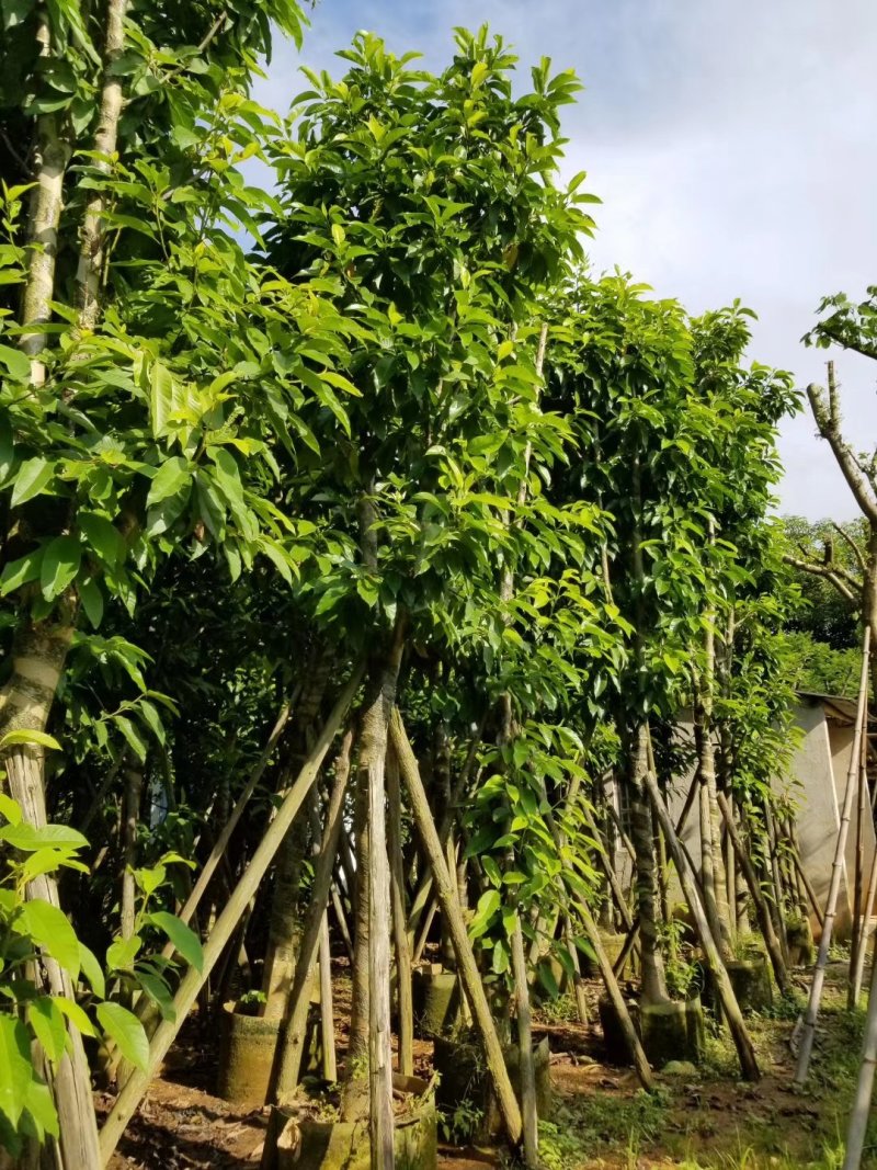 白兰，玉兰袋苗，假植苗，骨架苗。工程用苗，行道树。